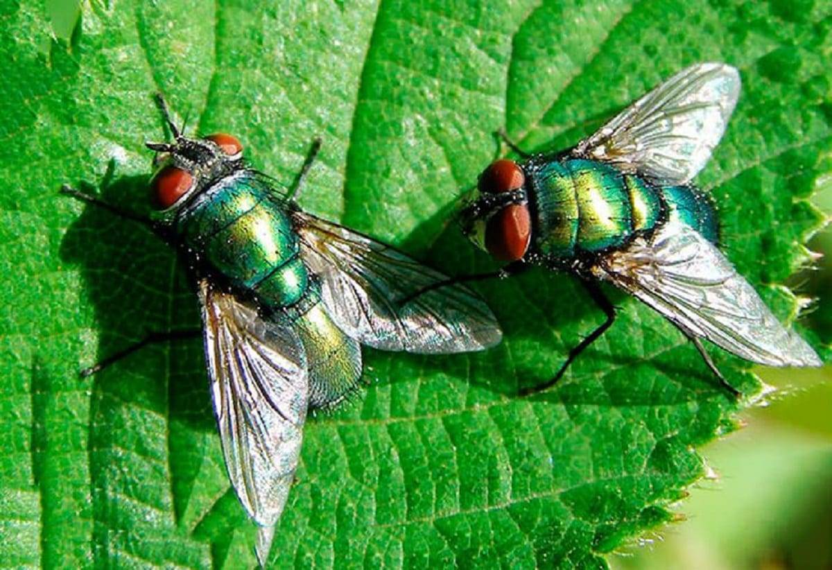 Зеленые мухи в квартире: откуда они появляются